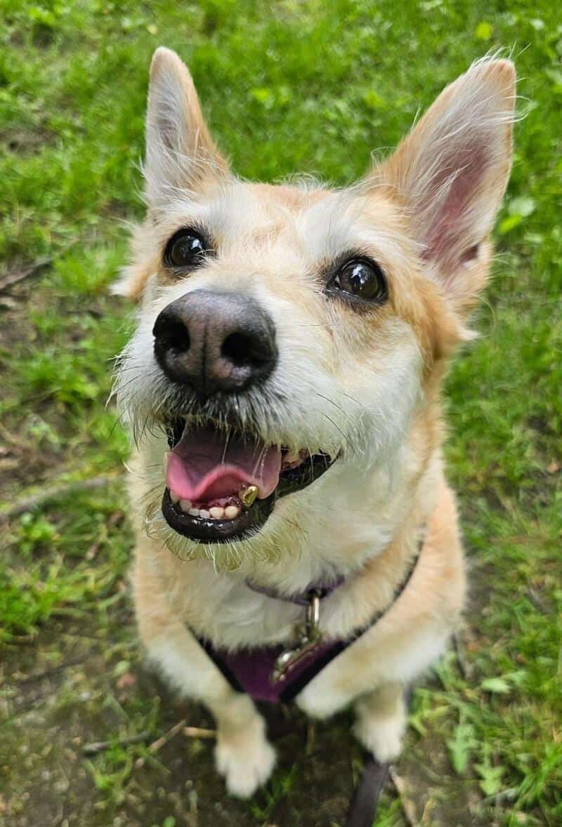 Happy dog with big eyes and open mouth on green grass.