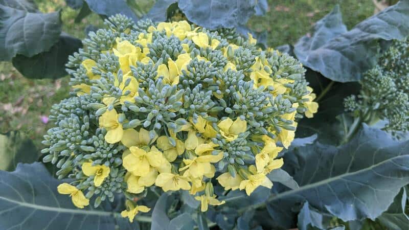 Yellow and blue hydrangea flower cluster with green leaves.