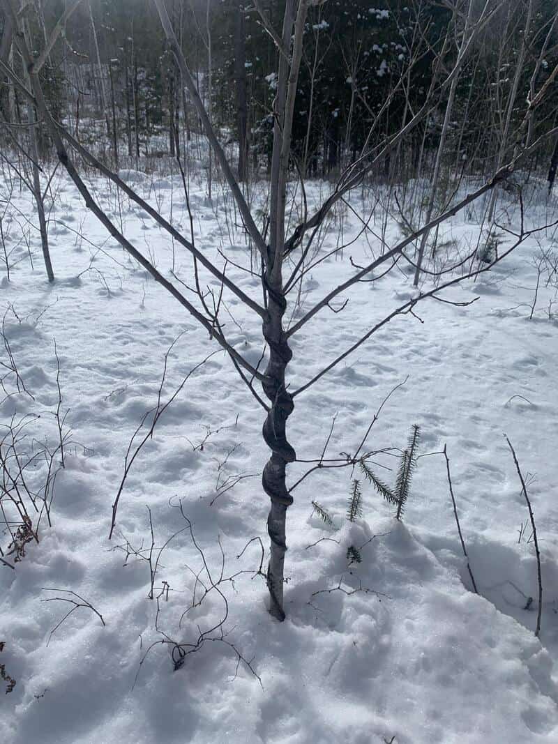 Young tree with twisted trunk in snowy forest landscape.