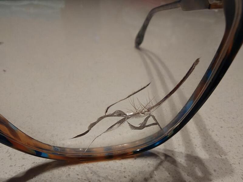 Close-up of a spider trapped inside a pair of glasses.
