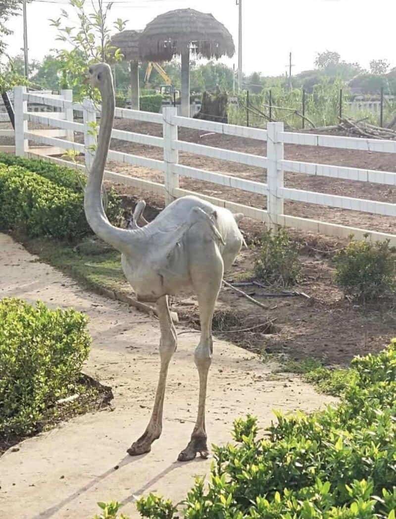 A tall ostrich standing on a dirt path near bushes and a white fence.