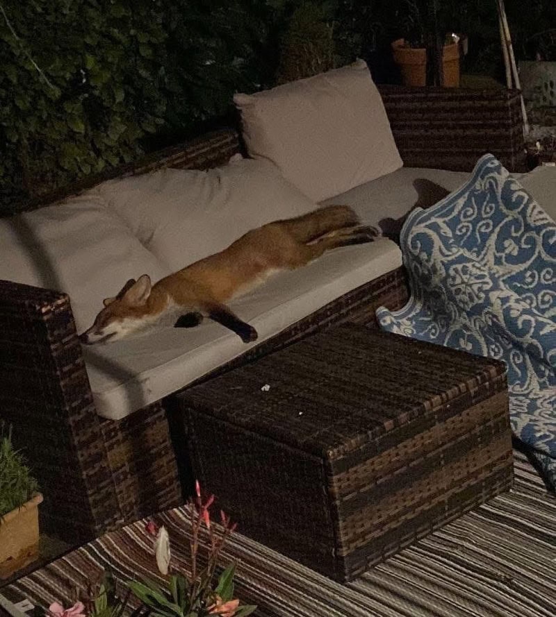 Cat sleeping on outdoor sofa at night with cushions and plants nearby.