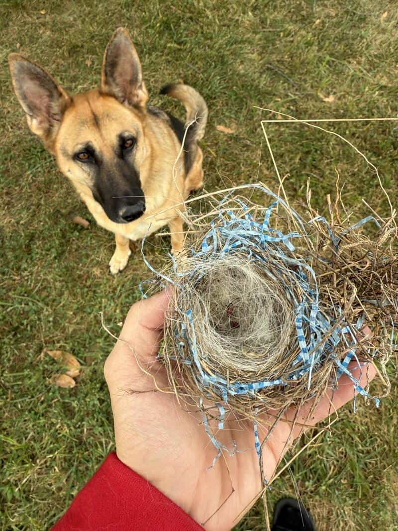 Dog looking at a hand holding a nest with blue and gray shredded material.