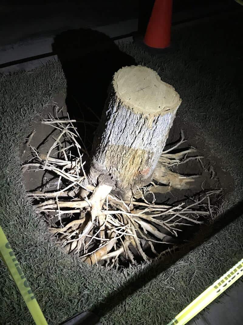Tree stump with roots and a traffic cone in the background at night.