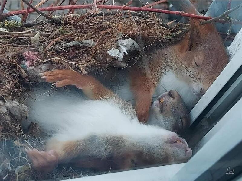 Two foxes sleeping together in a nest by a window.