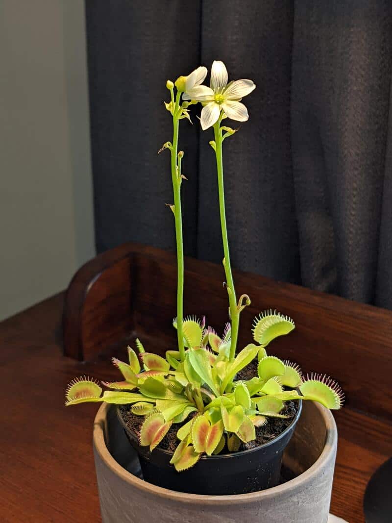 Venus flytrap plant with white flowers in a pot on a wooden surface.