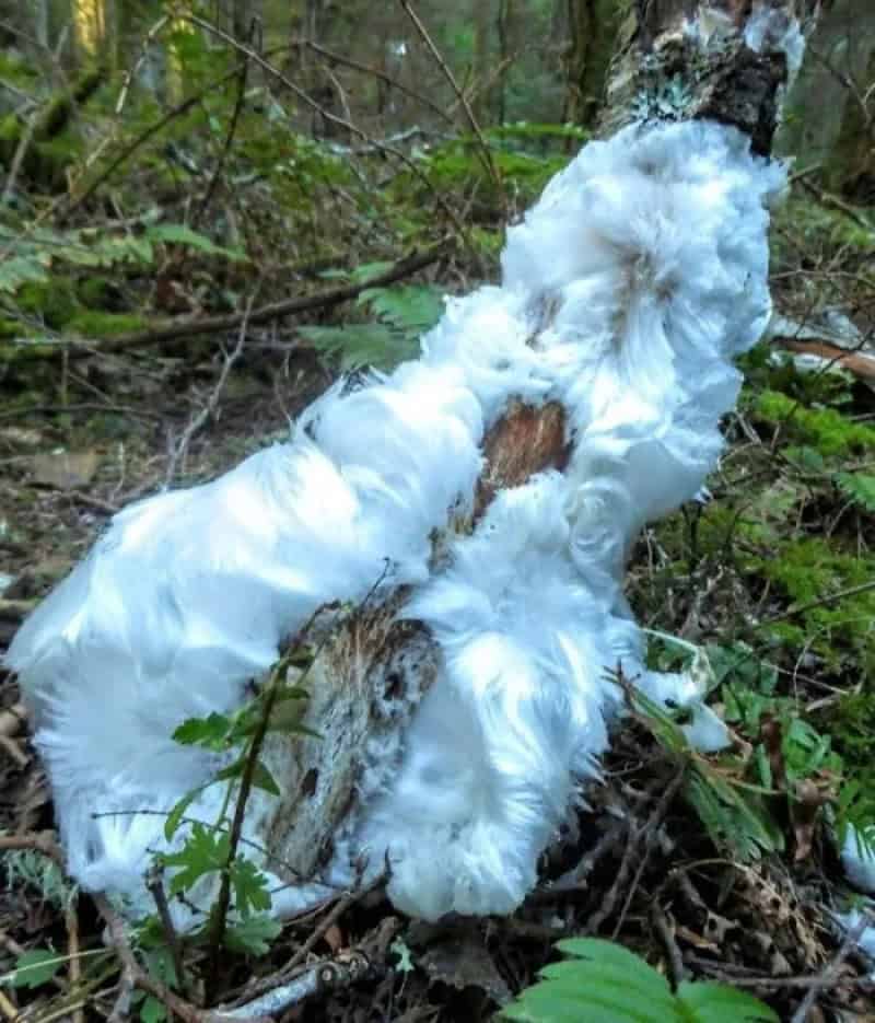 Fallen tree covered with white fluffy fungus in a forest setting.
