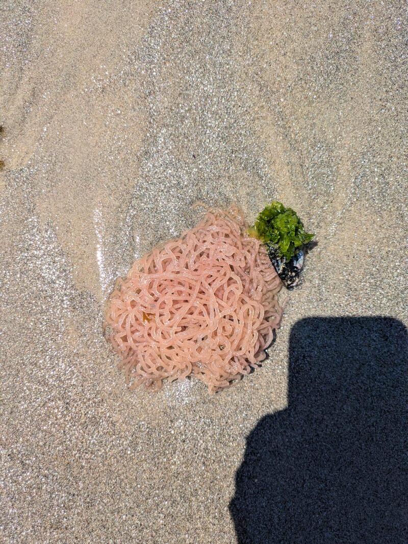 Pink sea anemone washed up on sandy beach with shadow in foreground.