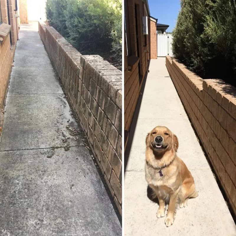 Before and after power washing of a sidewalk and brick wall with a happy dog in the after image.