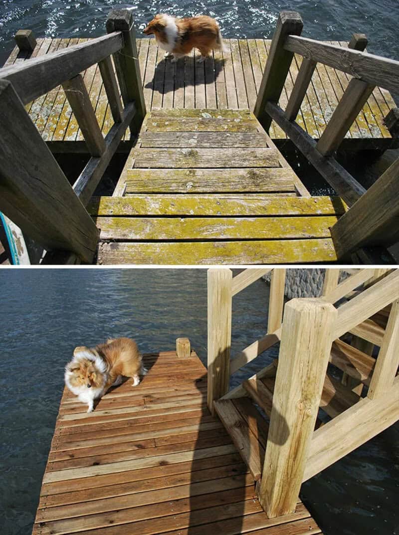 Before and after power washing of wooden dock with dog in both images.