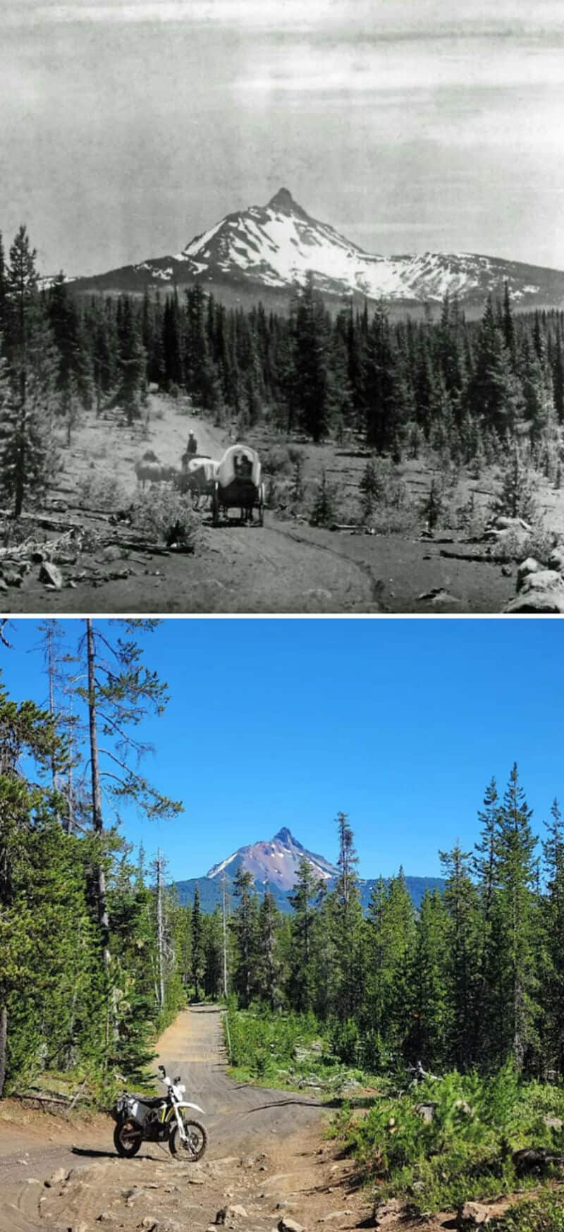 Old black-and-white photo of a dirt road through a pine forest toward a snow-capped mountain; a cart.