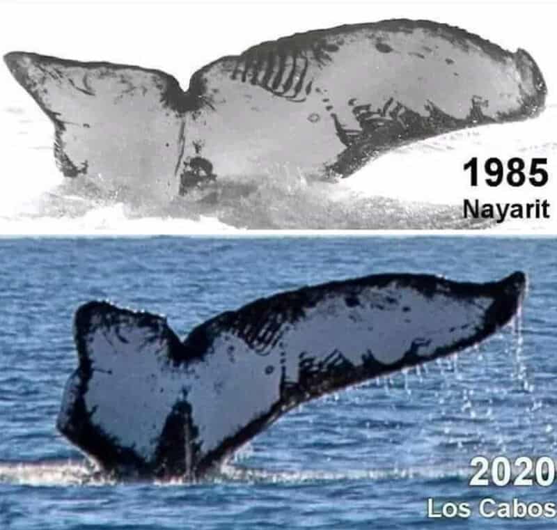 1985 Nayarit whale tail and 2020 Los Cabos whale tail comparison.