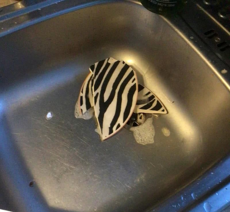 Zebra-patterned fish in a kitchen sink with soap suds and water.