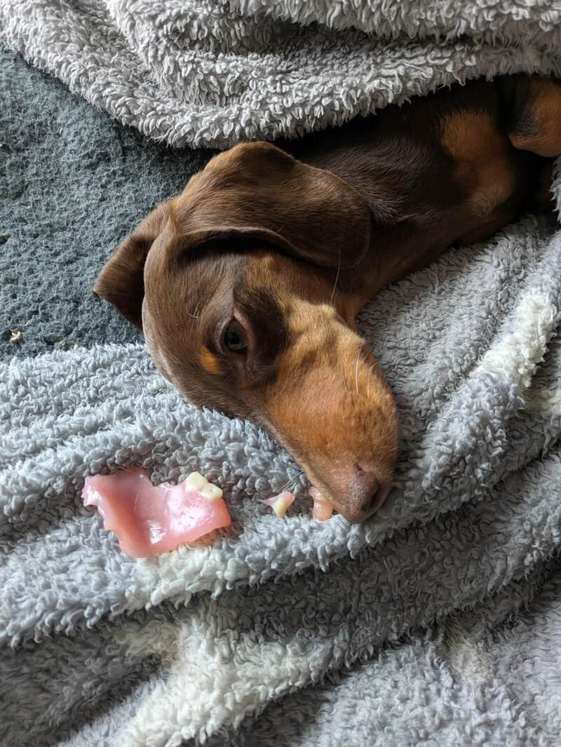 Dog lying on a blanket with a broken pink toy in front of it.