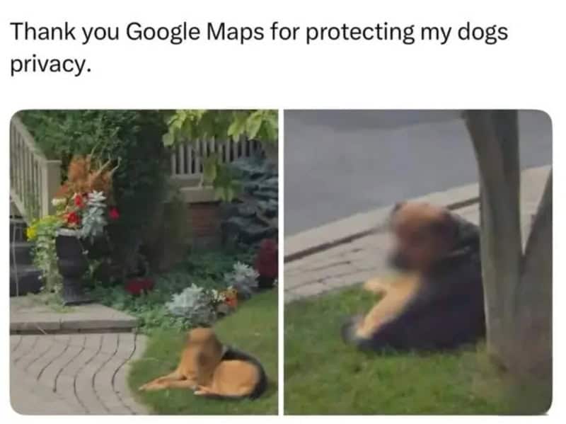 Thank you Google Maps for protecting my dogs privacy. A dog sits in a garden near a path and flowers.