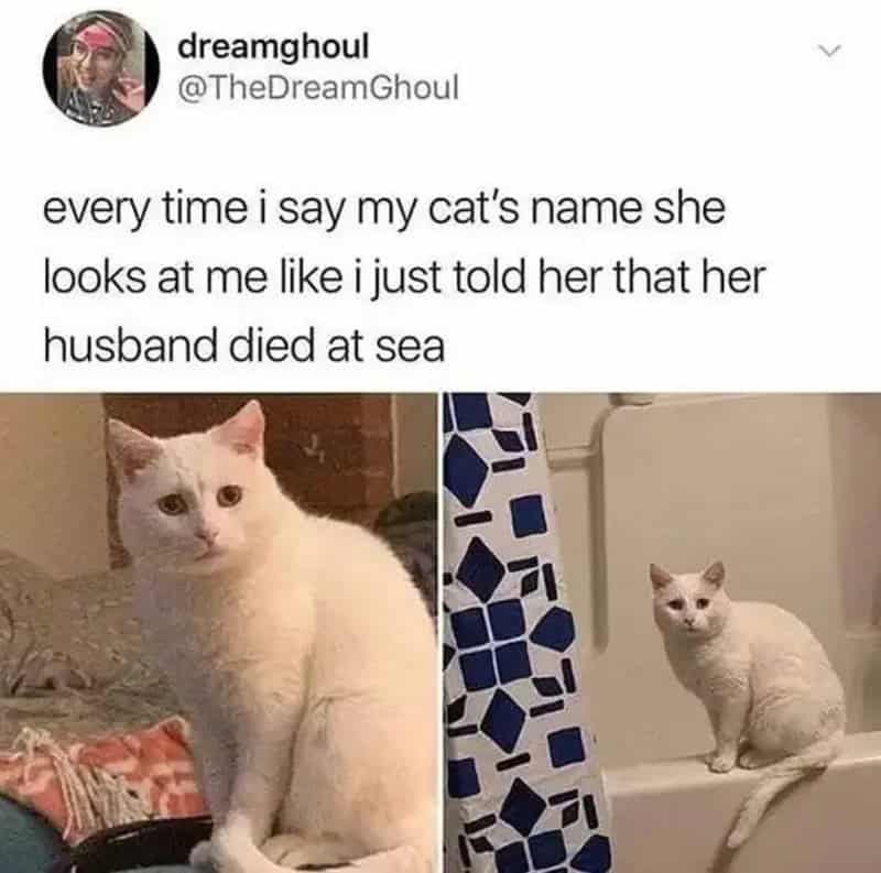 Every time i say my cat's name she looks at me like i just told her that her husband died at sea.