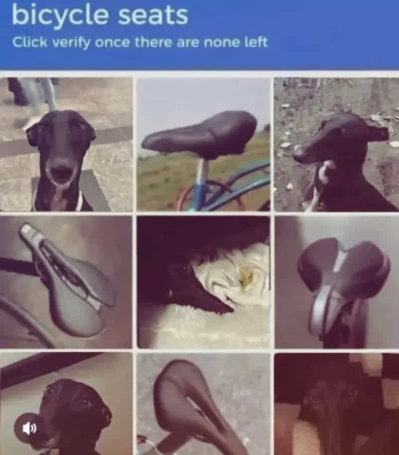 Funny collage of bicycle seats and a dog, taken from a mobile screen, showing multiple seats and a h.