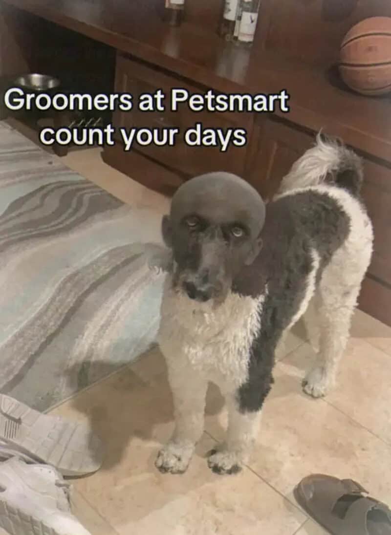 Dog with a groomed head and text 'Groomers at Petsmart count your days'.