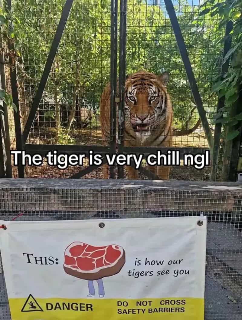 Tiger behind a fence with a sign explaining how tigers see, with humorous text.