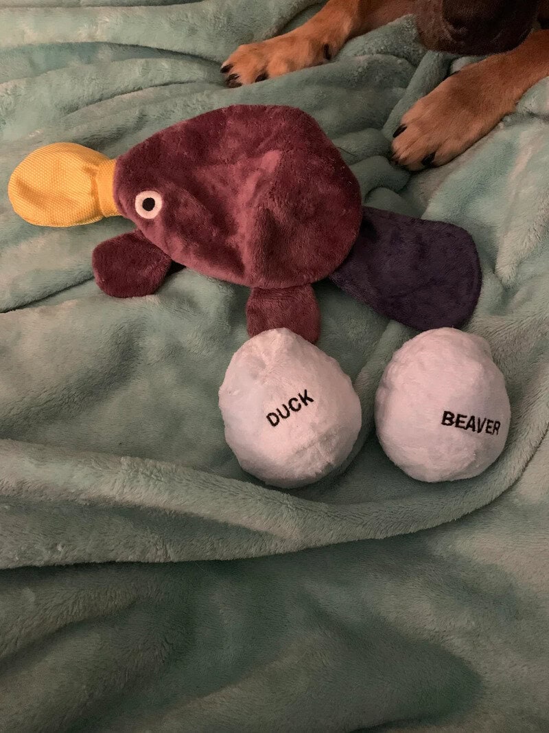 Plush duck toy with labeled feet, on a green blanket, with dog paws nearby.