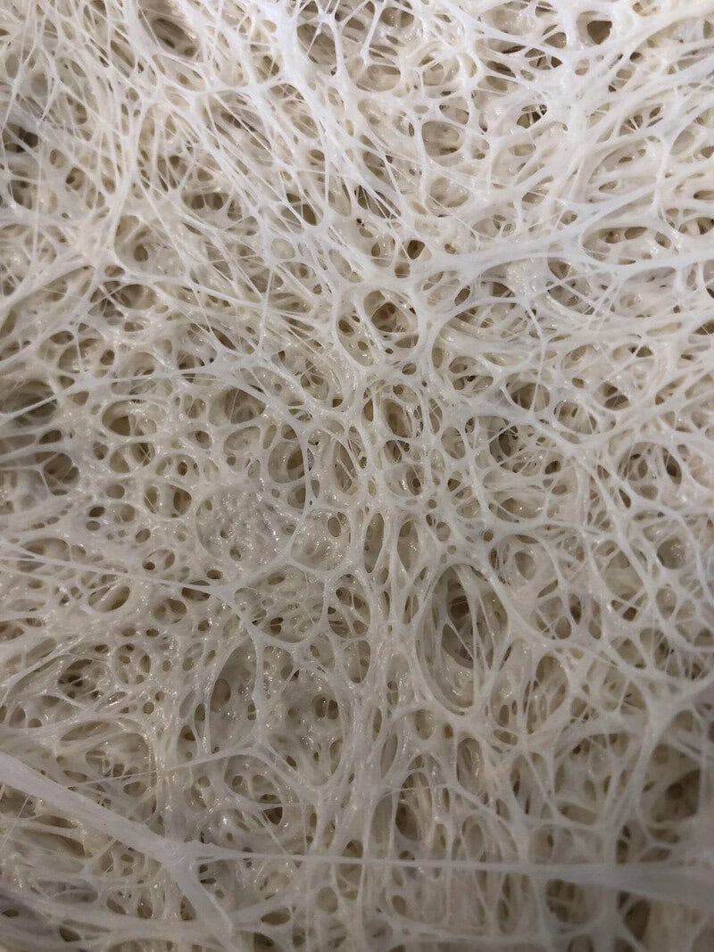 Close-up of a white, porous, sponge-like structure with intricate network of holes.