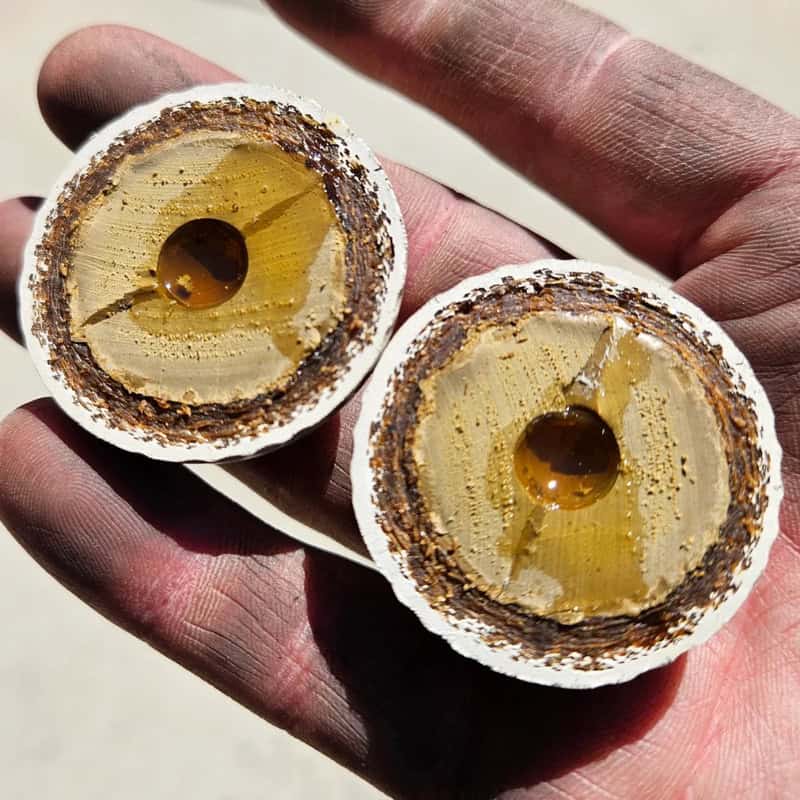 Close-up of two halved yellowish candies with a brown center, held in a person's hand.