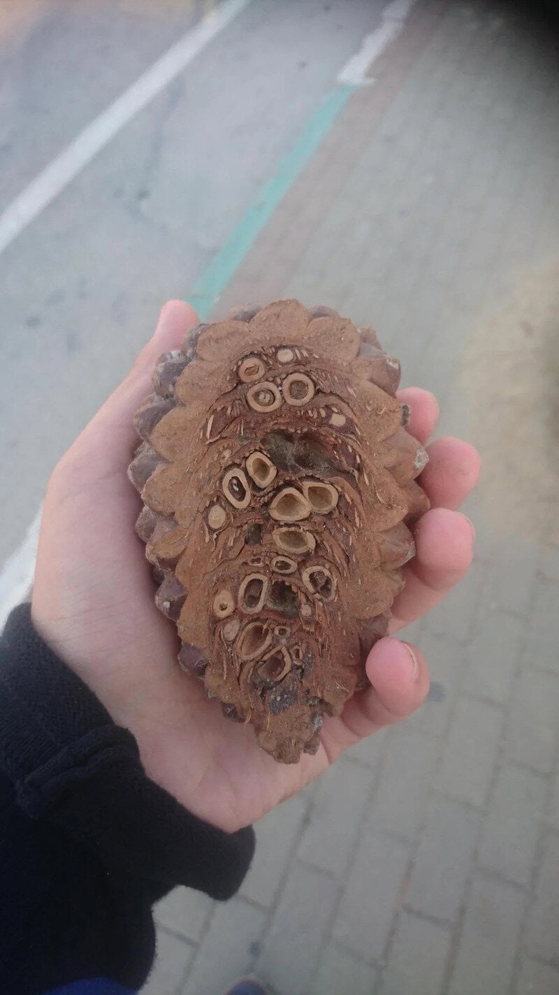 Hand holding a large, textured, brown object with circular patterns, outdoors.