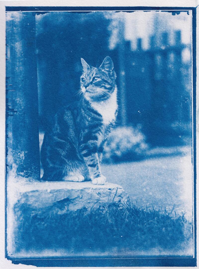 Blue-tinted photo of a cat sitting on a tree stump outside a house.