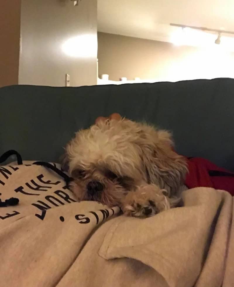 A small dog with curly fur sleeping on a person's lap.