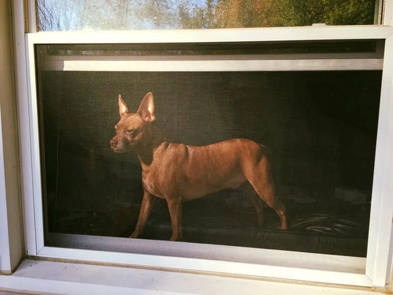 Dog looking out of a window with a screen, sunlight on its face.