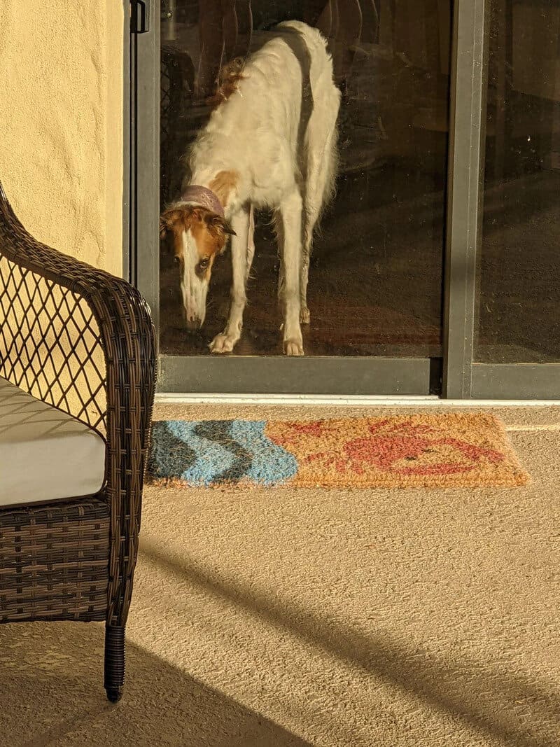 Dog looking through glass door with a colorful mat outside.