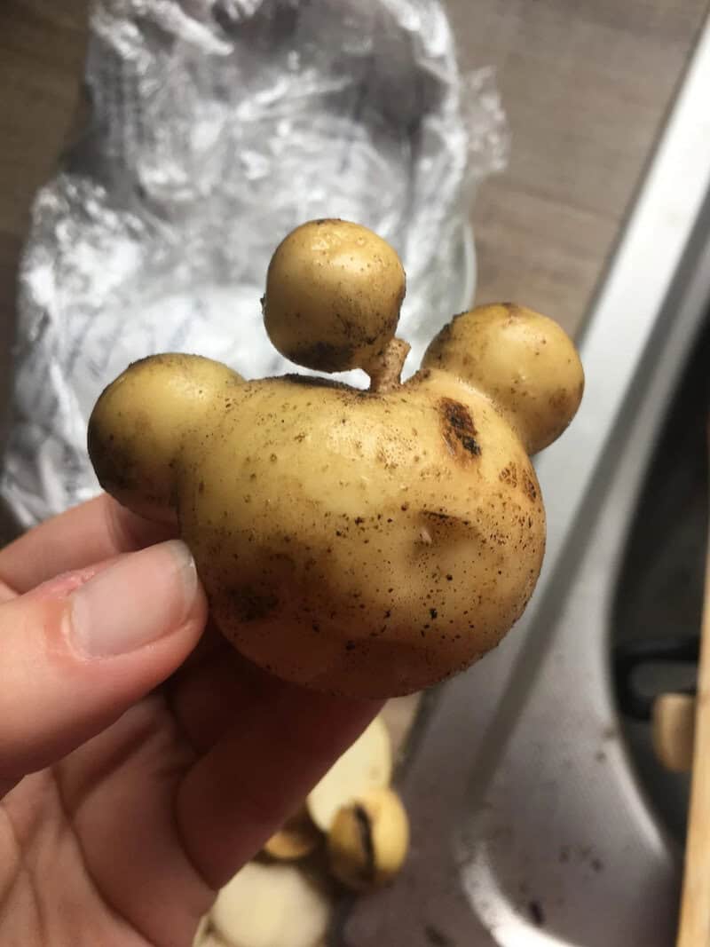 Potato with a shape resembling a bear's face and ears.