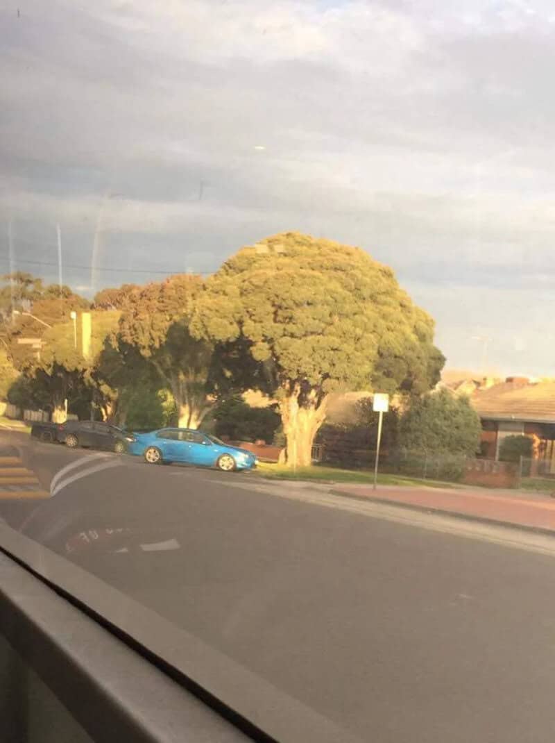 A large tree with a rounded top resembling a fluffy cloud.