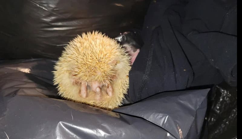 A person lying on black trash bags with a small hedgehog on their hand.