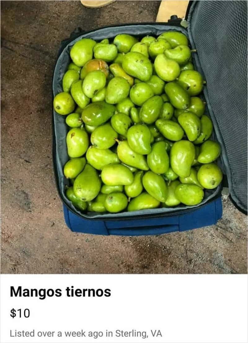 Bag of green mangoes on a blue surface with a gray background.