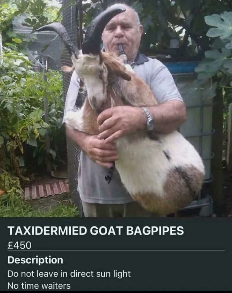 Man holding a taxidermied goat bagpipe with a pipe in its mouth.