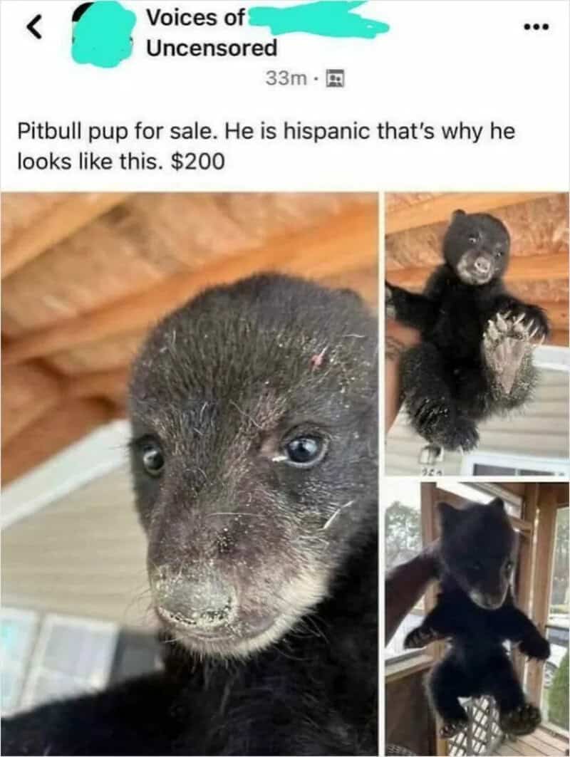 Pitbull puppy for sale, looks like a small black bear with blue eyes.