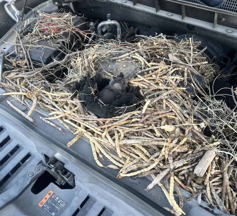Baby bird nestled in a nest of twigs on a car engine.
