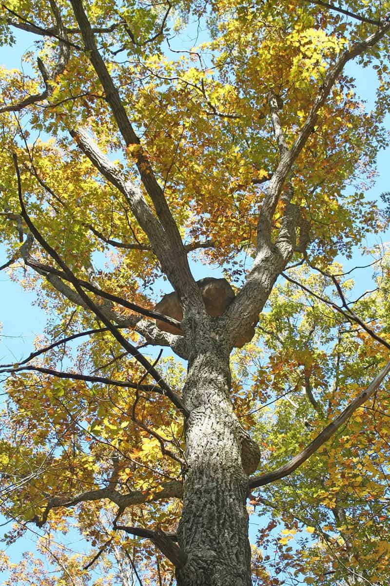 Tall tree with yellow and green leaves against a blue sky.