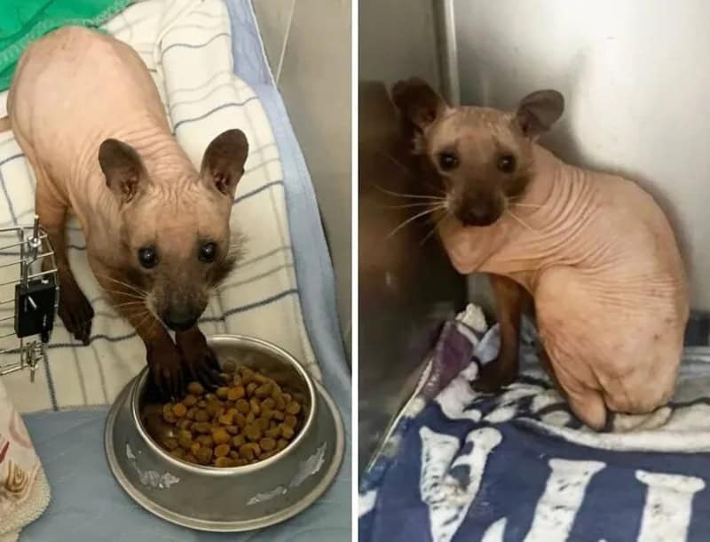 Sphynx cat with a dog's head, eating from a bowl, in a cage.