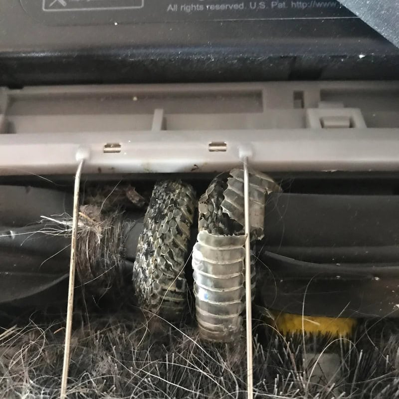 Snake caught in a trap with hair and debris around it.