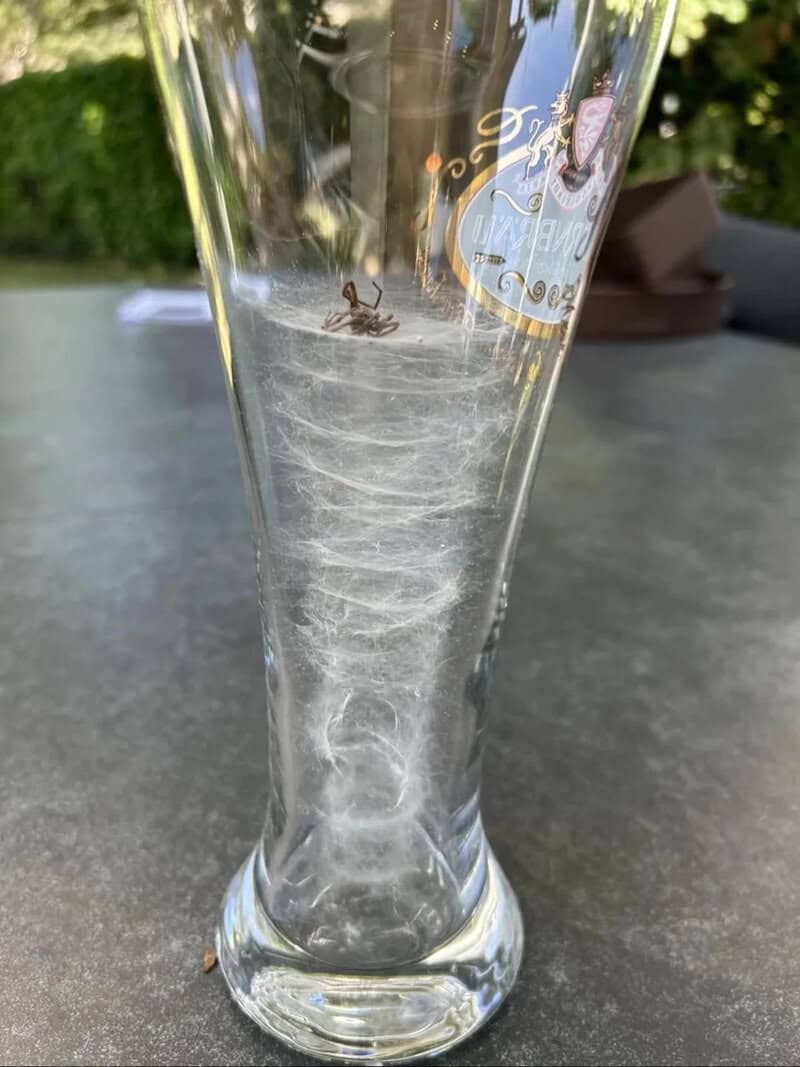 Spider inside a tall glass with web, on a table outdoors.