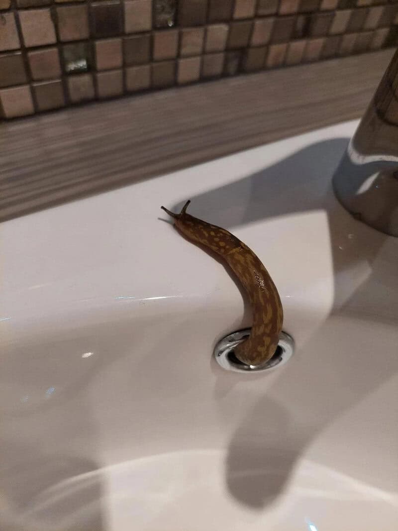 Slug coming out of a sink drain with a shadow nearby.