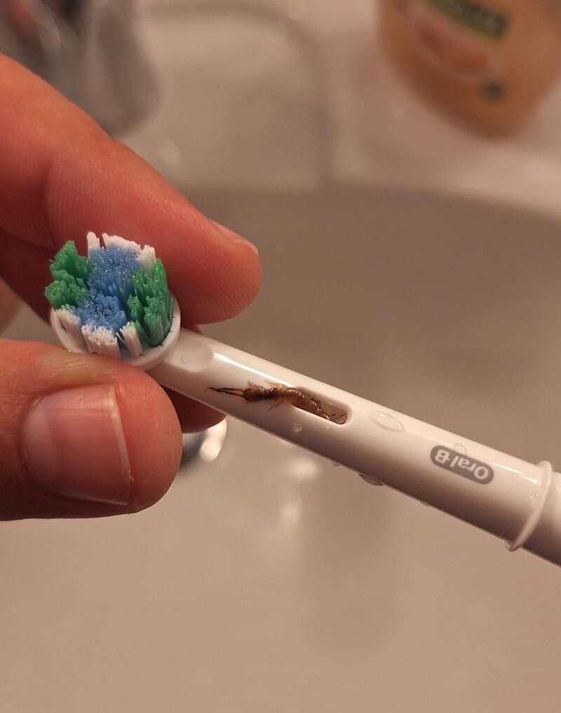 Toothbrush with a bug on the handle, in a bathroom setting.