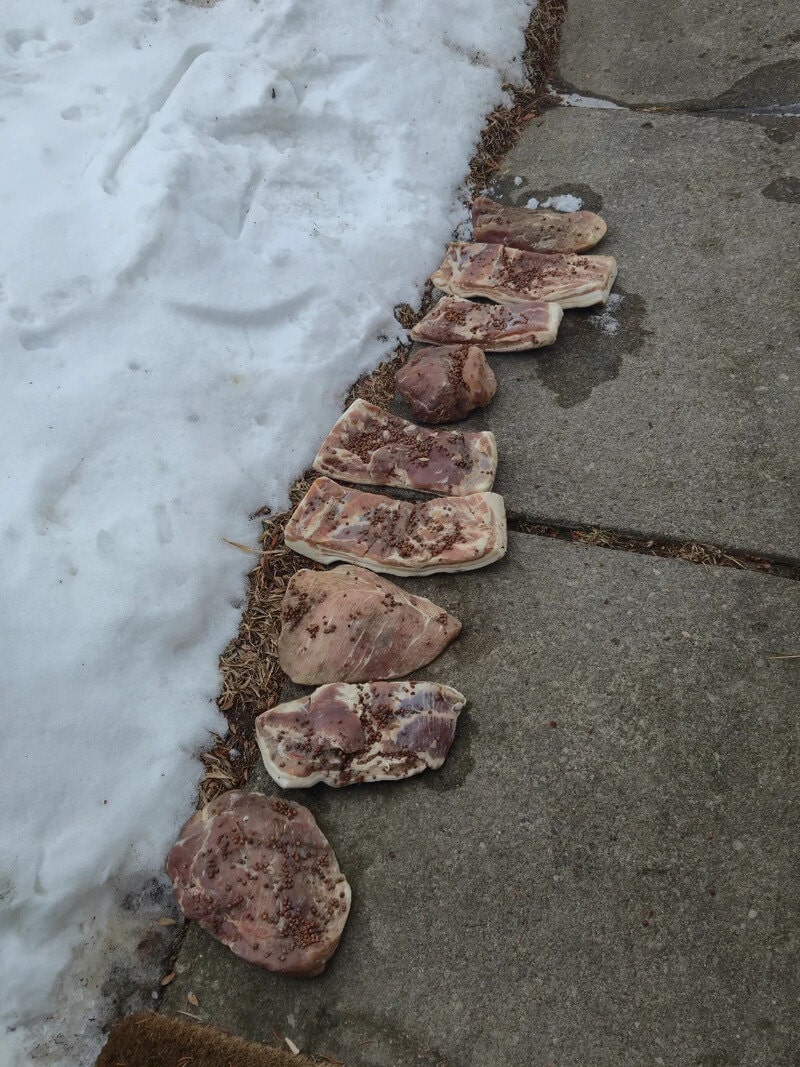 Raw bacon strips and meat pieces lined up on the sidewalk next to snow.