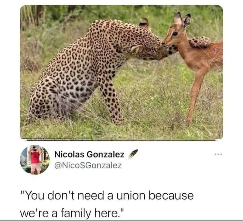 Leopard and antelope touching noses in grass; social media post excerpt beneath.