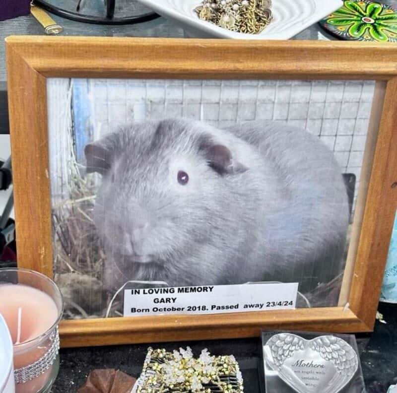 Guinea pig framed memorial photo in wooden frame with ash label reading 'In Loving Memory Gary Born:.