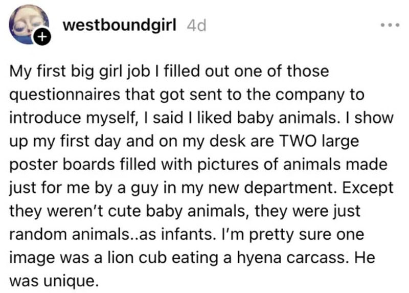 Post about first big girl job with posters of animals, including a lion cub and hyena carcass.