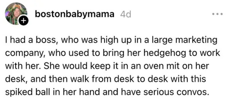 Boss with a hedgeHog in oven mit walking around her desk.