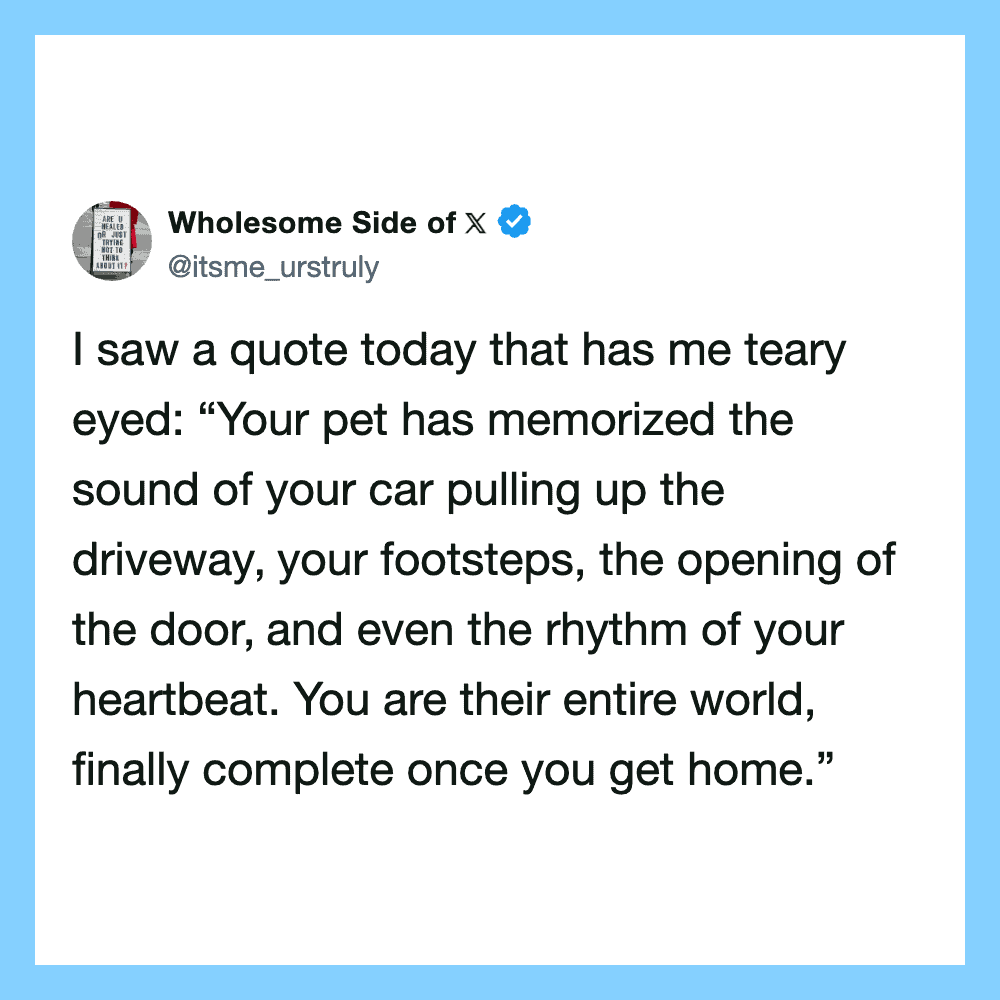 Quote about pets memorizing sounds and heartbeat, from Wholesome Side of X.